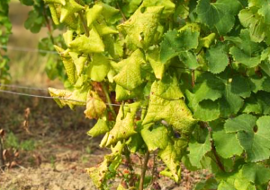 ilustračný obrázok - zlaté žltnutie viniča